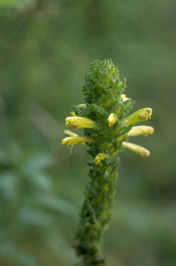 FurbishLousewort